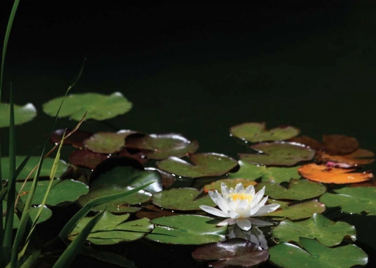Picture of WHITE WATER LILY I