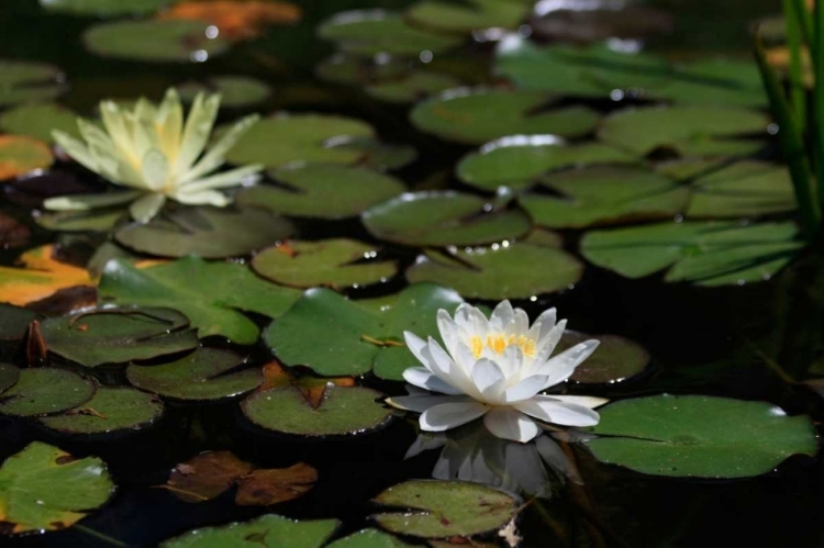 Picture of WHITE WATER LILY II