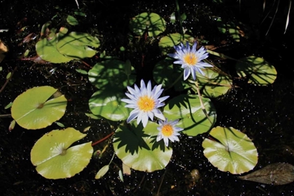 Picture of BLUE WATER LILY I