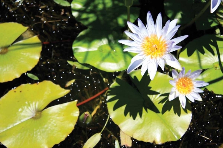 Picture of BLUE WATER LILY II