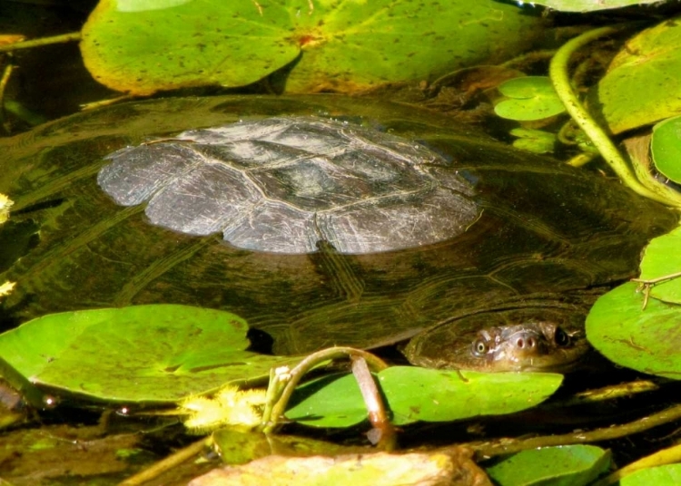 Picture of WATER LILY TURTLE