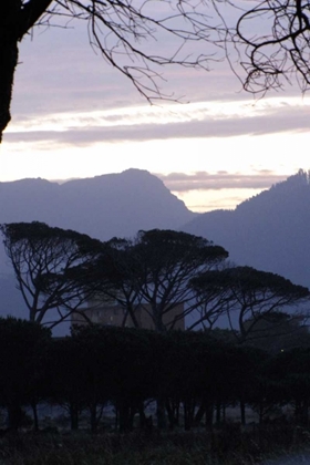 Picture of TREES IN LANDSCAPE II