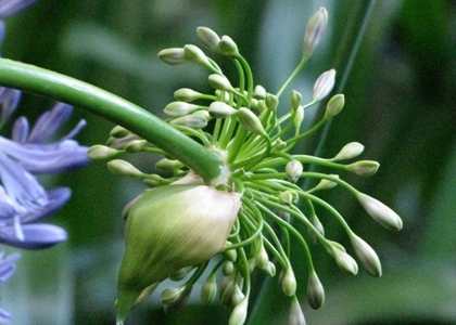 Picture of FLOWER POD