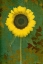 Picture of SUNFLOWER