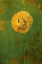 Picture of YELLOW RENUNCULUS