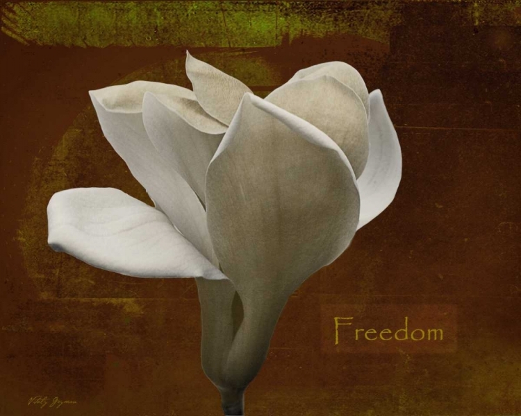 Picture of ZEN TULIP FREEDOM