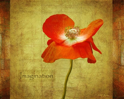 Picture of VELVET POPPY IMAGINATION