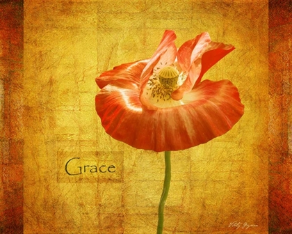 Picture of VELVET POPPY GRACE