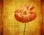 Picture of VELVET POPPY GRACE
