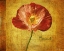 Picture of ROYAL POPPY BEAUTY