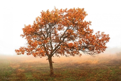 Picture of BURNING OAK