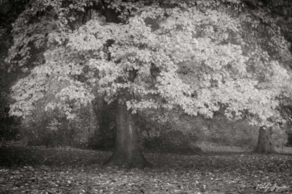 Picture of AUTUMN IN PARIS BANDW