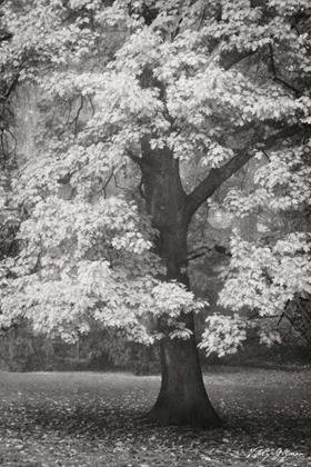 Picture of AUTUMN IN PARIS II BANDW