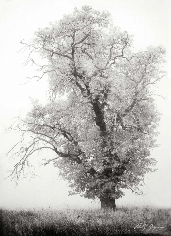 Picture of MISTY OAK I BANDW