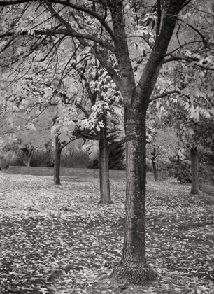 Picture of FALL TREE GROVE I BANDW