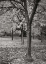 Picture of FALL TREE GROVE I BANDW