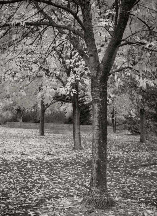 Picture of FALL TREE GROVE I BANDW