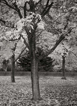 Picture of FALL TREE GROVE II BANDW