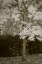 Picture of FALL MAPLE FEVER VII