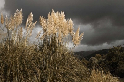 Picture of WHITE TOWERS IN THE STORM I