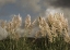 Picture of DANCE OF WHITE TOWERS