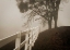 Picture of INTO THE FOG