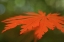 Picture of AUTUMN LEAF MIRAGE I