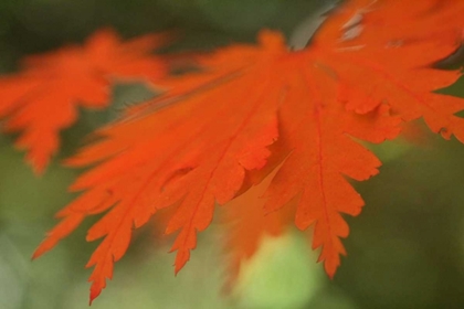Picture of AUTUMN LEAF MIRAGE II