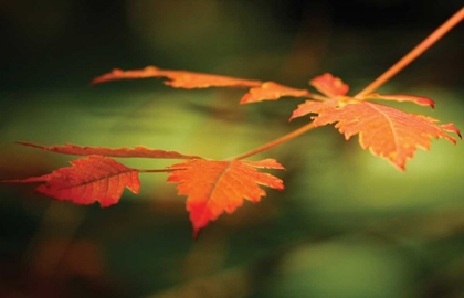 Picture of AUTUMN FIRE LEAVES I