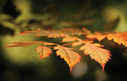 Picture of AUTUMN FIRE LEAVES II