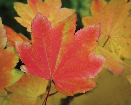 Picture of MAPLE LEAVES PERFECTION II