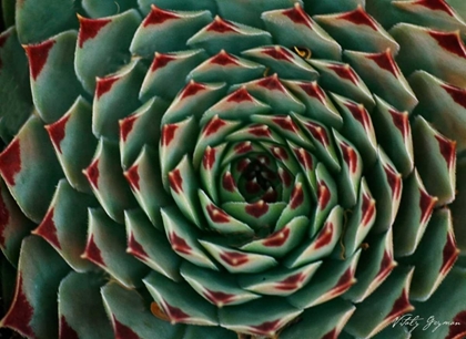 Picture of FLORAL LABYRINTH II COLOR