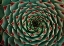 Picture of FLORAL LABYRINTH II COLOR
