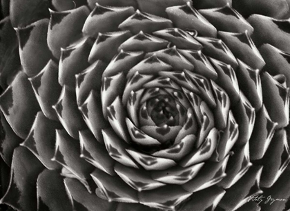 Picture of FLORAL LABYRINTH II