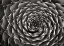 Picture of FLORAL LABYRINTH II