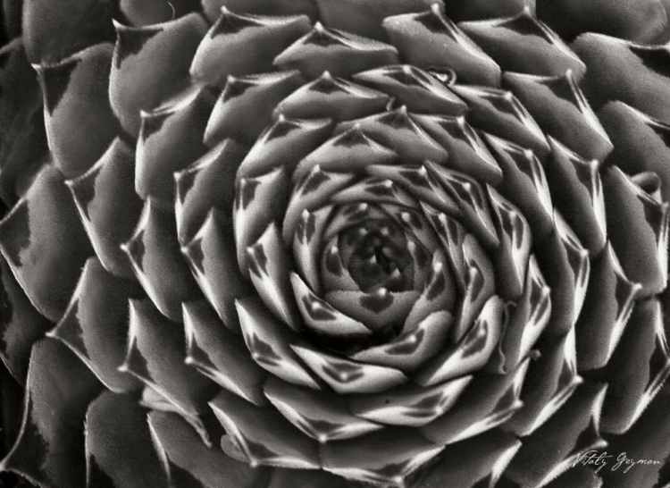 Picture of FLORAL LABYRINTH II