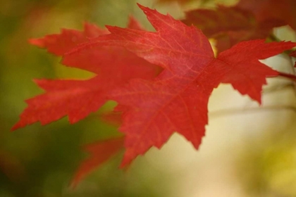 Picture of MAPLE FIRE LEAVES I