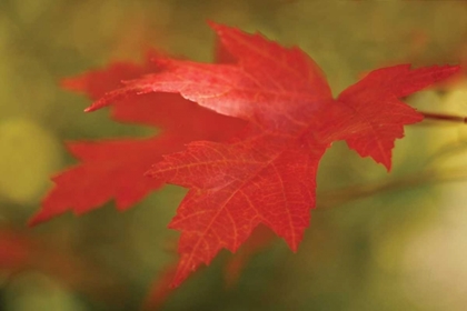 Picture of MAPLE FIRE LEAVES II