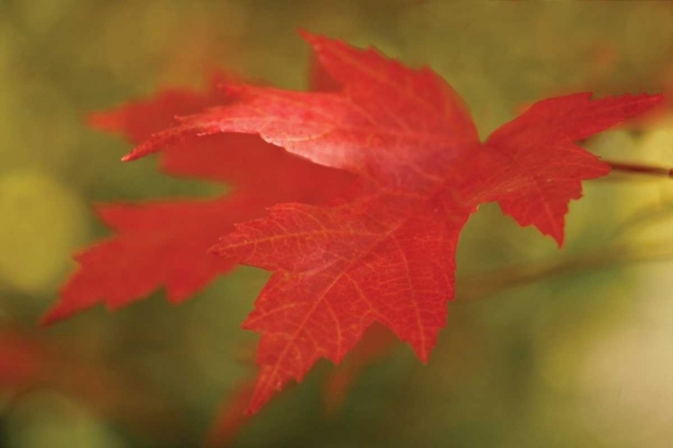 Picture of MAPLE FIRE LEAVES II