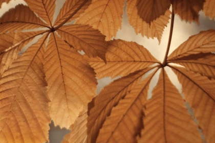 Picture of CHESTNUT LEAVES DUET I BROWN