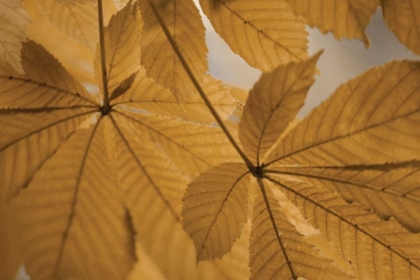 Picture of CHESTNUT LEAVES DUET II BROWN