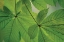 Picture of CHESTNUT LEAVES DUET II GREEN
