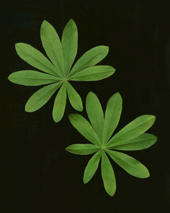 Picture of GREEN LEAVES I