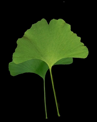 Picture of GREEN LEAVES IV