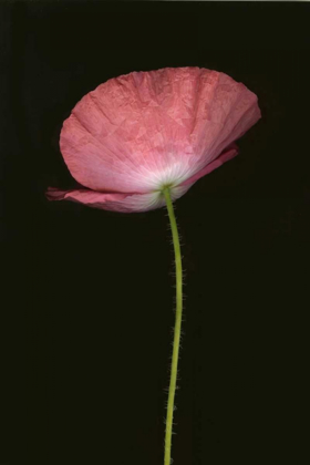 Picture of PINK POPPY I