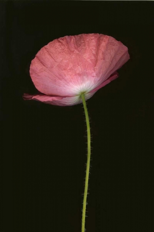 Picture of PINK POPPY I