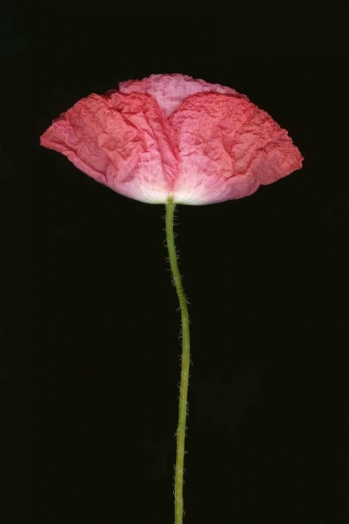 Picture of PINK POPPY II