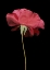 Picture of RED ROSE I