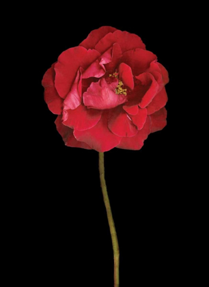 Picture of RED ROSE II