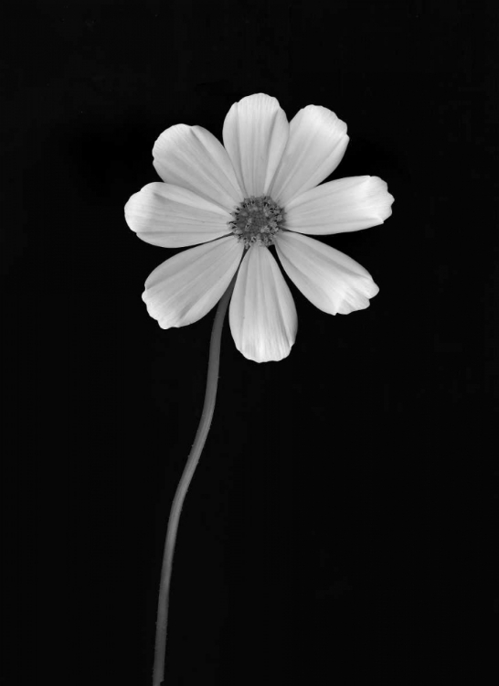 Picture of BALLET FLOWER I BANDW